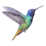 colibrí zafiro